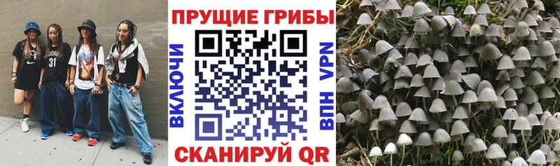 Псилоцибиновые грибы прущие грибы Аргун